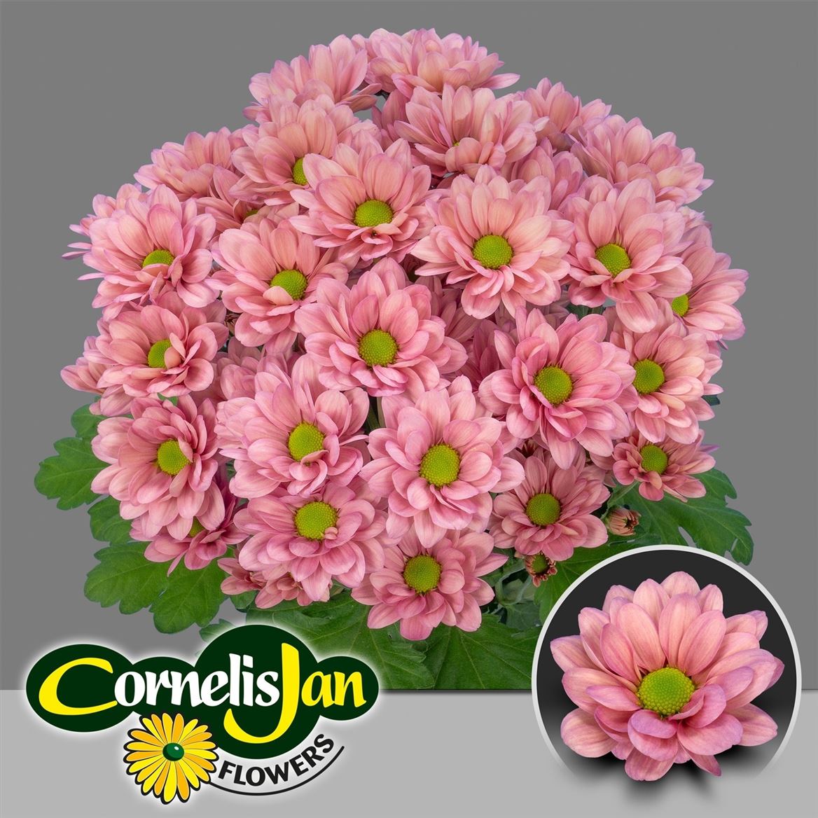 CHR T RESQ LUCIE %