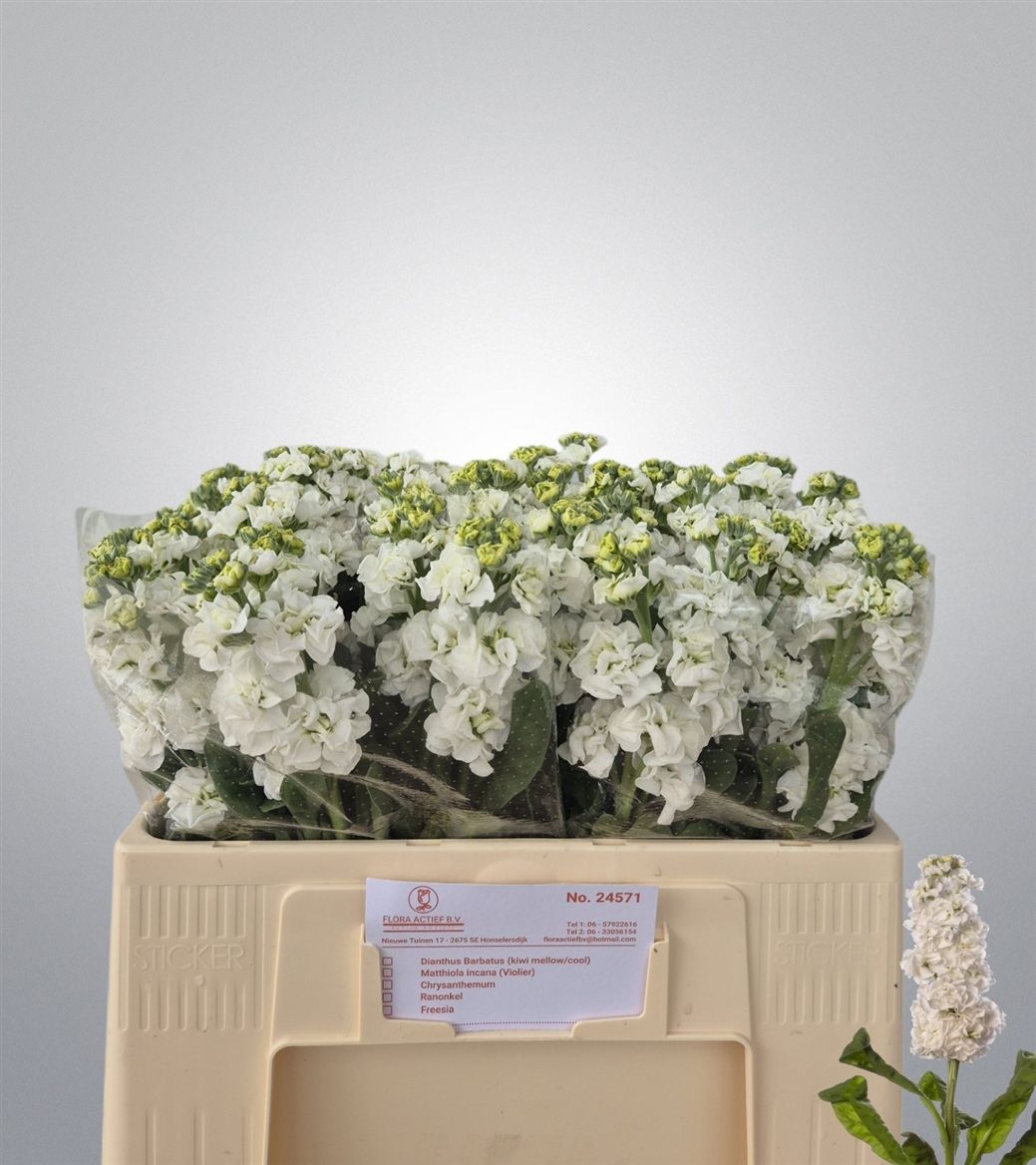 MATTH STOX WHITE %